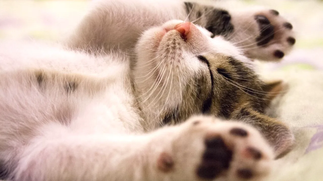 Sırt üstü uzanmış uyuyan benekli bir kedi yavrusu